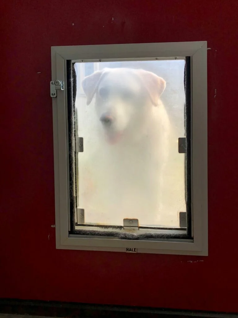 Pet Door Installation